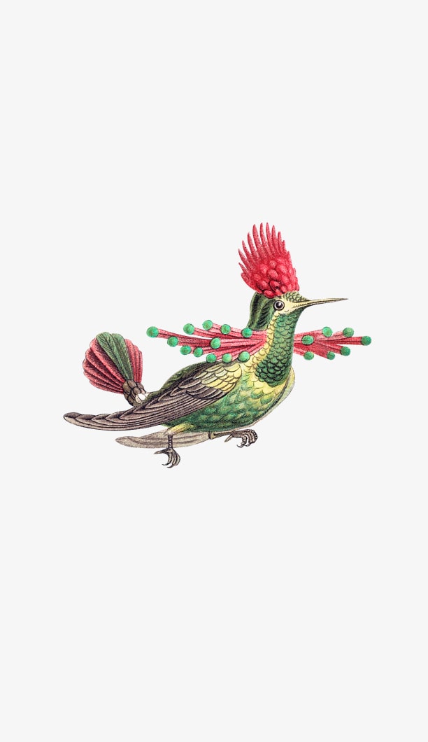 Illustration de colibri